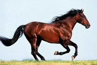 马司令文章吃瓜,娱乐圈幕后真相大曝光