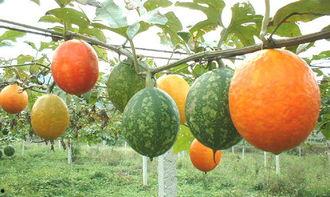 苗族吊瓜怎么吃,传统食法揭秘