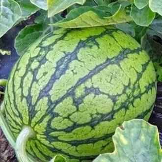 西北吃瓜事件,一场网络热议背后的真相与反思