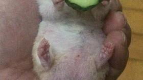 老王吃瓜666,揭秘娱乐圈幕后故事