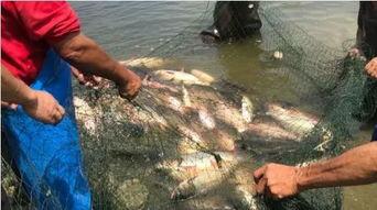 东湖吃瓜,揭秘网络热点的背后故事