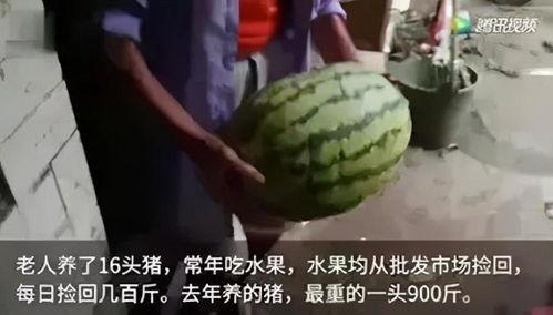 吃瓜吃了长肉吗,吃瓜也能长肉？揭秘吃瓜与体重增加的关系