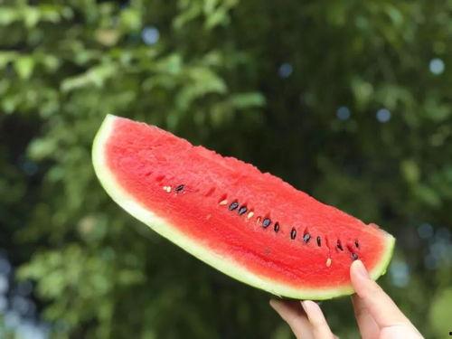 可以吃的瓜是什么瓜,探寻那些可以食用的美味瓜类