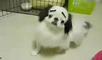 囧囧吃瓜狗,揭秘娱乐圈的欢乐与泪水