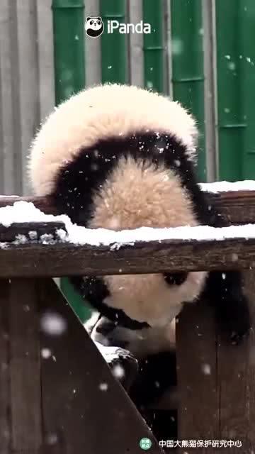 吃瓜小熊txt,揭秘娱乐圈背后的秘密与真相