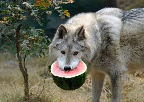 带你吃瓜之小羊,揭秘“带你吃瓜之小羊”背后的故事与魅力