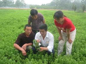 赵村乡全民吃瓜,共度欢乐时光