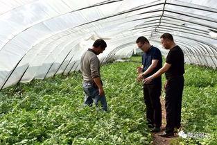 威远吃瓜,揭秘当地特色美食背后的故事