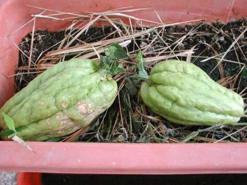 观赏瓜图可以吃吗,揭秘视觉与味觉的双重享受