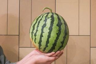 深圳27度吃瓜,深圳27度，一起来场清凉吃瓜盛宴