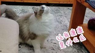 猫咪吃板栗瓜视频大全,趣味视频大盘点