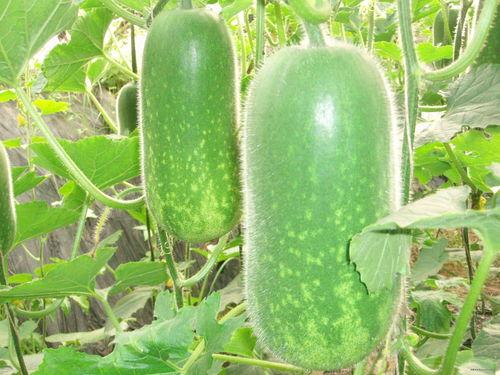 吃瓜370,一场全民热议的瓜界盛宴