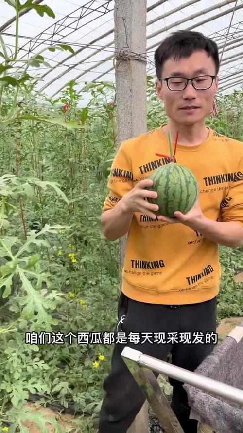 吃瓜h黄,网络热词背后的文化现象与心理解读