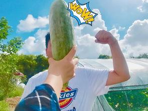 吃瓜最后有提示,揭秘娱乐圈的隐秘世界