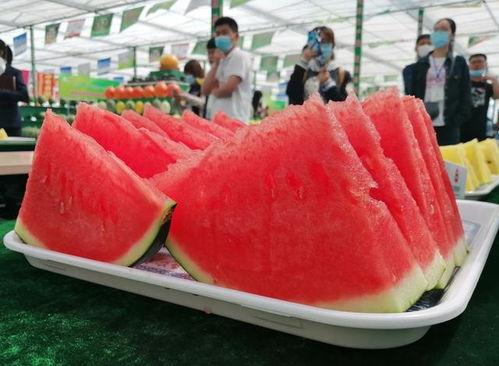 火山吃瓜,揭秘火山与瓜农的奇妙缘分