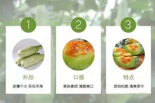 长角子和瓜怎么吃,长角子与瓜的多样食法探索