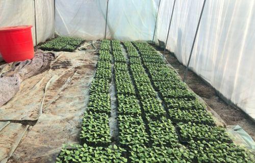 北湖俱乐部吃瓜