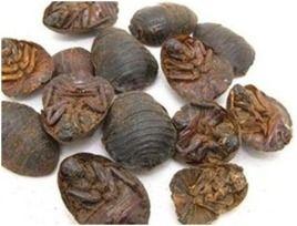 土鳖吃瓜,揭秘农村生活的趣味瞬间