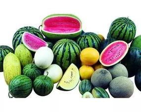 冬春吃的瓜叫什么瓜,探寻冬春时令瓜果的魅力