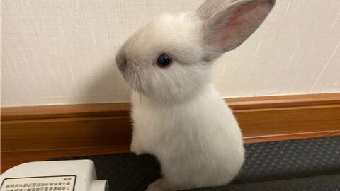 兔子吃瓜吃疯了图片搞笑,欢乐无限！